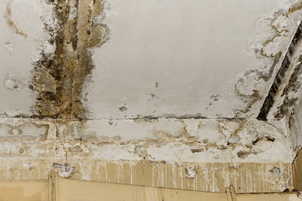 Best Emergency Mold Remediation  in Copperas Cove, TX