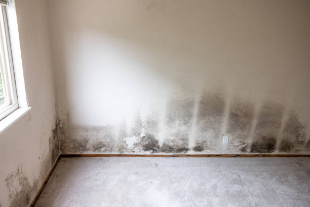 Best Post-Construction Mold Inspection  in Copperas Cove, TX